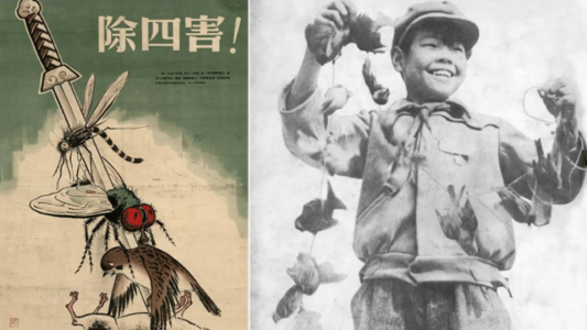 Great Sparrow Campaign (1958)