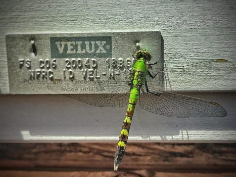 Green Darner Green Darner