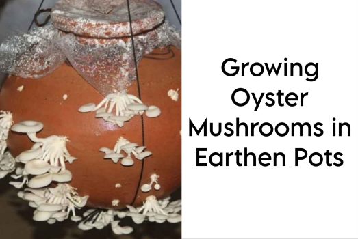 Growing Oyster Mushrooms in Earthen Pots Growing Oyster Mushrooms in Earthen Pots