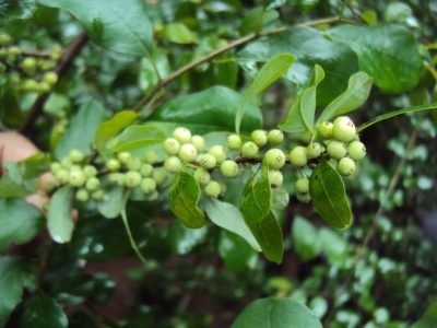 Guggul (Commiphora wightii) Guggul (Commiphora wightii)