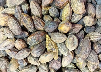 Haritaki (Terminalia chebula) Haritaki (Terminalia chebula)