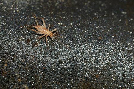 Hawaiian Lava Tube Cricket – Caconemobius species Hawaiian Lava Tube Cricket - Caconemobius species