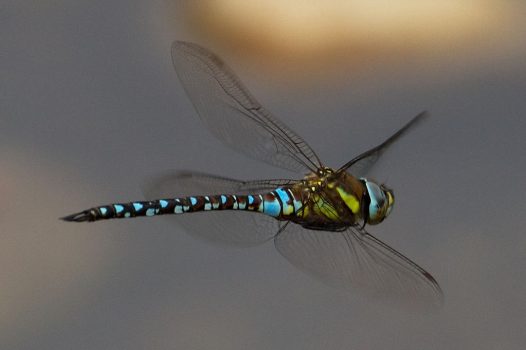 Hawker Dragonfly Hawker Dragonfly