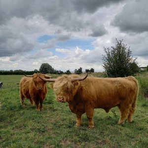 Highland Bulls Highland Bulls
