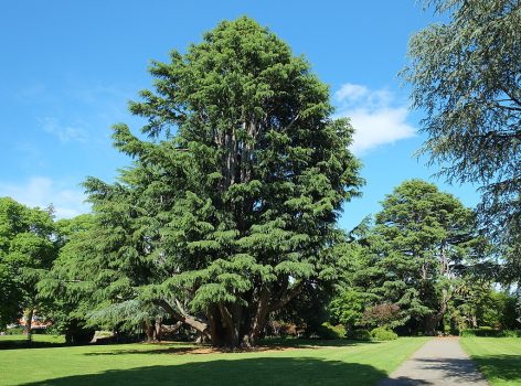 Himalayan Cedar Himalayan Cedar