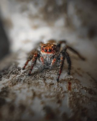 Himalayan Jumping Spider – Euophrys omnisuperstes Himalayan Jumping Spider - Euophrys omnisuperstes