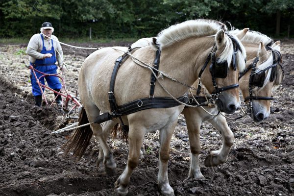 Horse-Plough