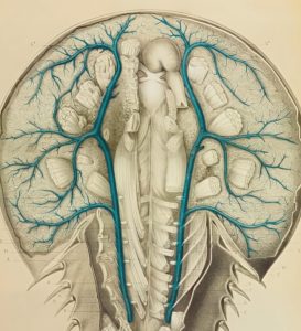 Horseshoe Crab Internal Veins Horseshoe Crab Internal Veins