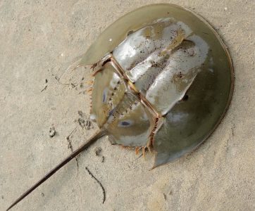 Horseshoe Crab Horseshoe Crab