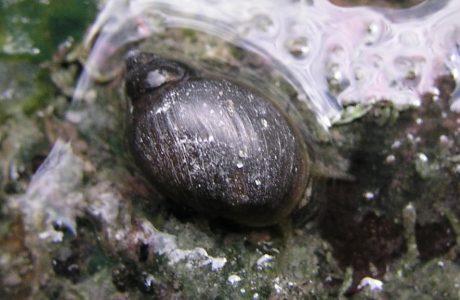 Hot Spring Snail – Thermally-Adapted Gastropods Hot Spring Snail - Thermally-Adapted Gastropods