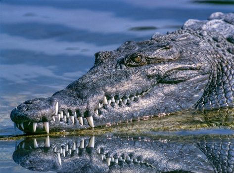 How to be safe from crocodiles How to be safe from crocodiles