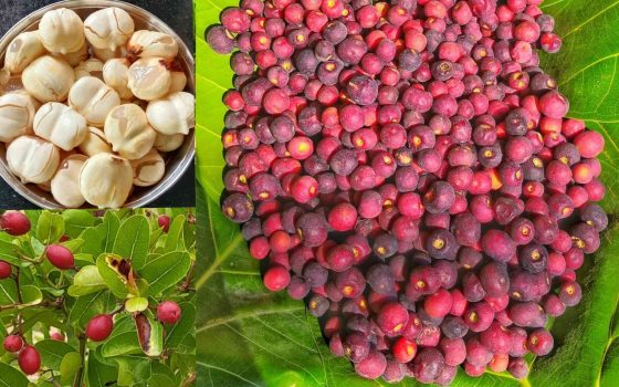 Incredible Indian Summer Fruits Incredible Indian Summer Fruits
