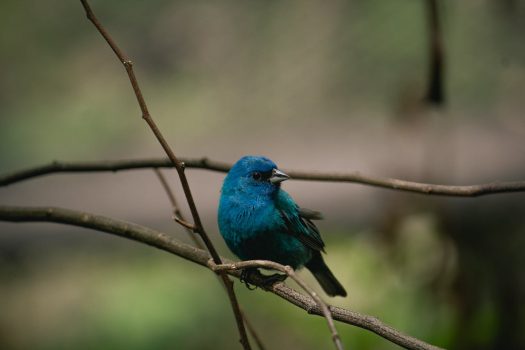 Indigo Bunting Indigo Bunting