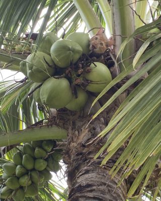 Indonesian Wild Coconut