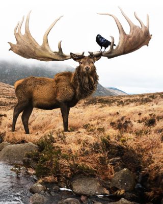 Irish Elk