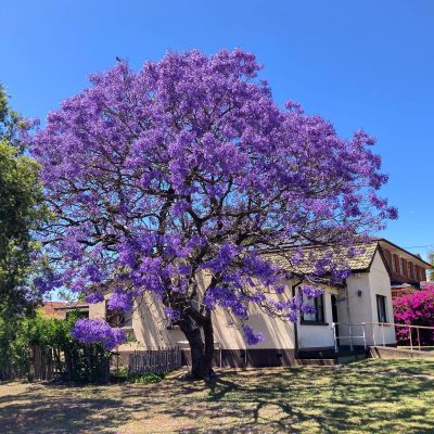 Jacaranda Trees