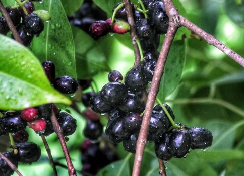 Jamun Jamun