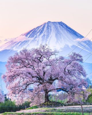 Japanese Cherry Blossoms Tree