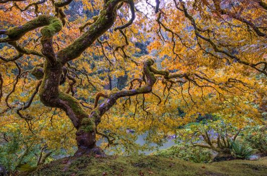 Japanese Maple – 10 most expensive trees in the world Japanese Maple - 10 most expensive trees in the world