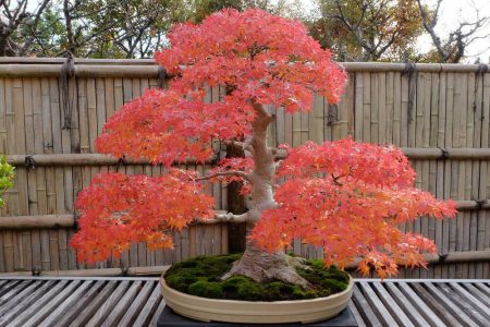 Japanese Maple Bonsai Japanese Maple Bonsai
