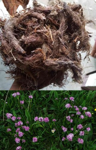 Jatamansi (Nardostachys jatamansi) Jatamansi (Nardostachys jatamansi)