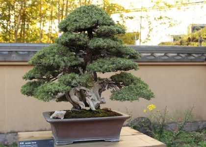 Juniper Bonsai Juniper Bonsai