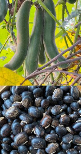 Kapikacchu (Mucuna prurens) Kapikacchu (Mucuna prurens)
