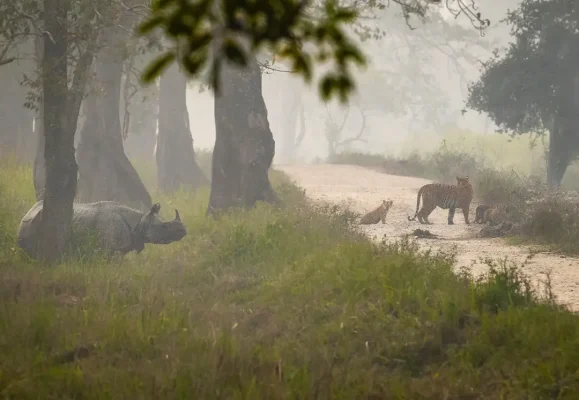 Kaziranga National Park