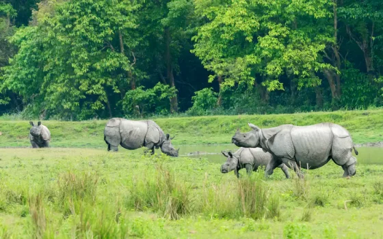 Kaziranga National Kaziranga National