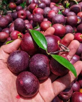 Kokum Kokum