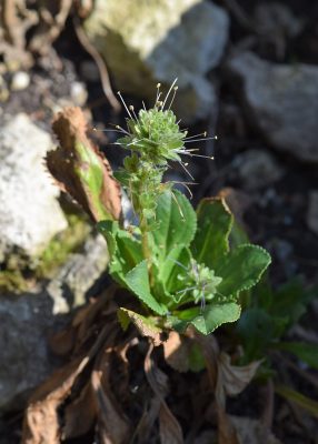 Kutki (Picrorhiza kurroa) Kutki (Picrorhiza kurroa)