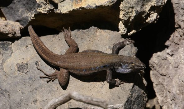 La Palma Giant Lizard