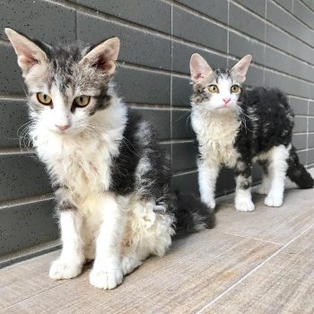 LaPerm Cat LaPerm Cat