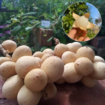 Langsat Fruit Langsat Fruit