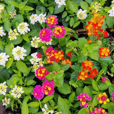 Lantana