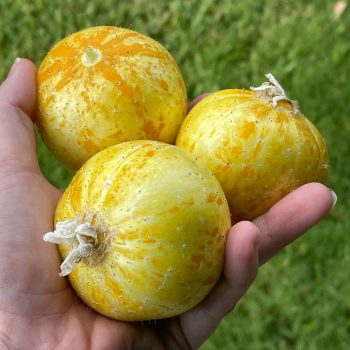 Lemon Cucumbers Lemon Cucumbers