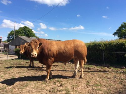 Limousin Bulls Limousin Bulls