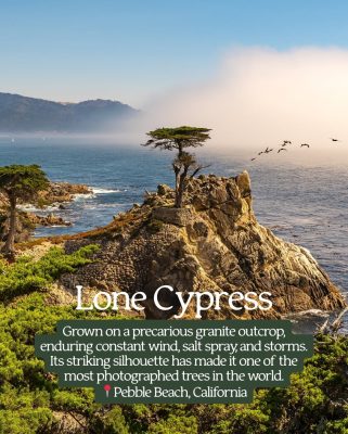 Lone Cypress