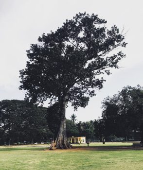 Mahogany Tree Mahogany Tree