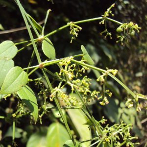 Manjistha (Rubia cordifolia) Manjistha (Rubia cordifolia)