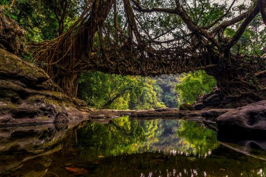 The Living Root Bridges of Meghalaya – Mawlynnong Living Root Bridge The Living Root Bridges of Meghalaya - Mawlynnong Living Root Bridge