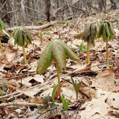 Mayapple