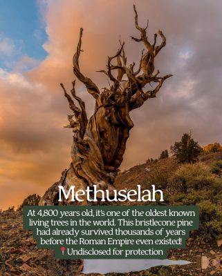 Methuselah