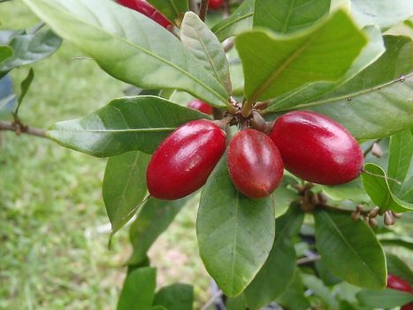 Miracle Fruit Miracle Fruit