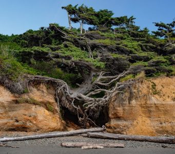 Most Incredible Trees in the United States