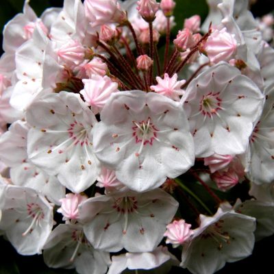Mountain Laurel - Poisonous Plants