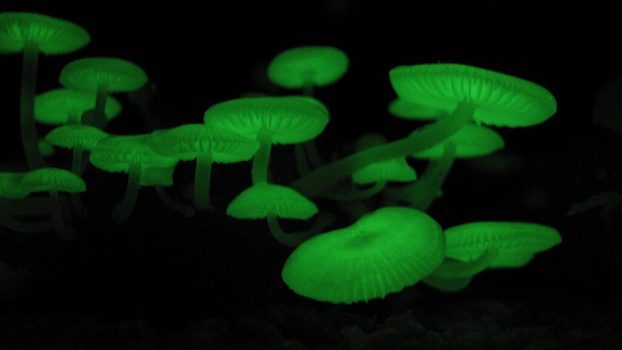 Mycena Chlorophos (Bioluminescent Mushroom) Mycena Chlorophos (Bioluminescent Mushroom)
