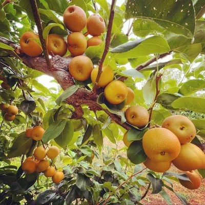 Nashi Pear or Asian Pear (Pyrus pyrifolia)