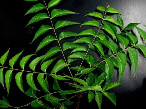 Neem Leaves Neem Leaves