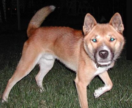 New Guinea singing dog